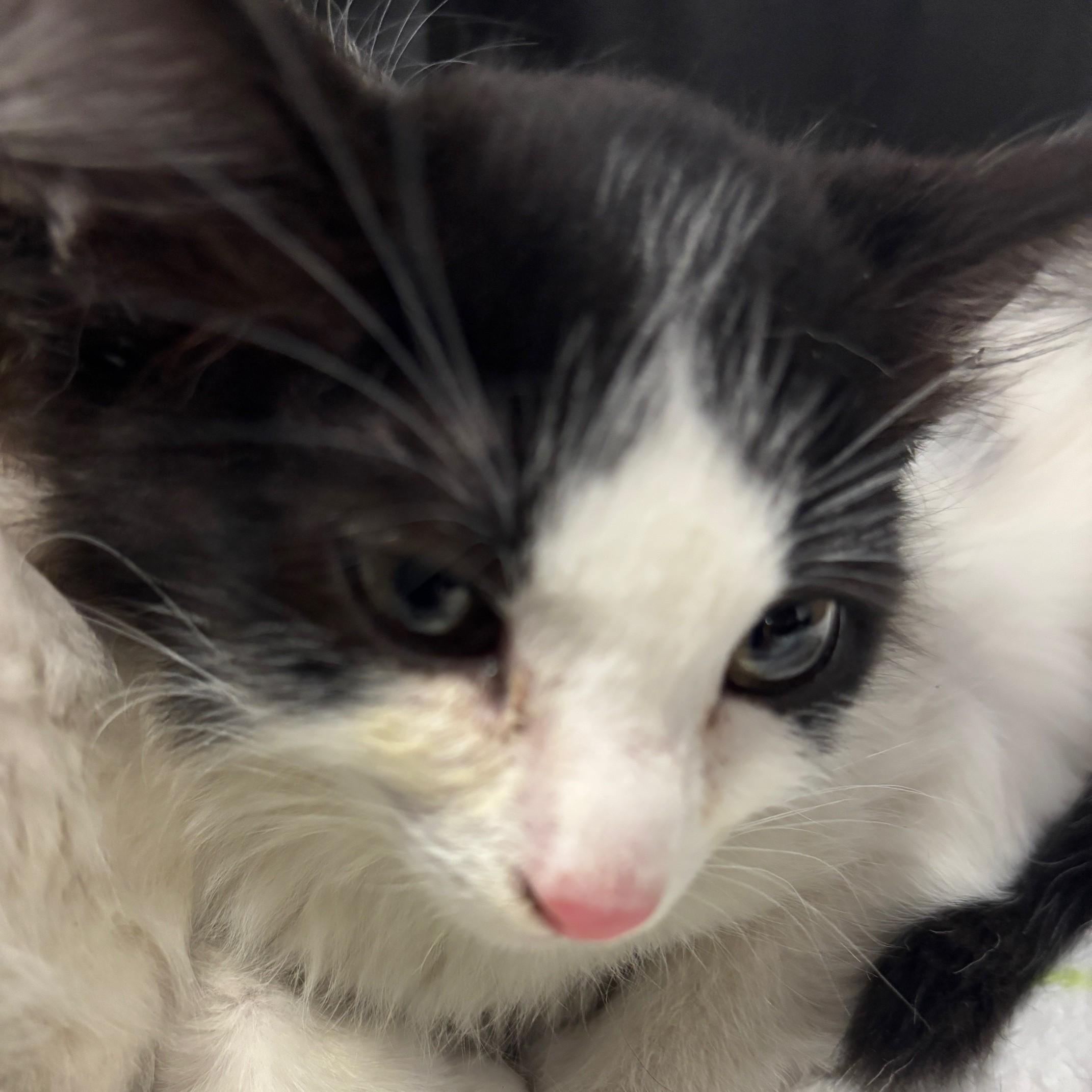 Rui, a ADOPTABLE Domestic Medium Hair in Honolulu, HI image 5/5