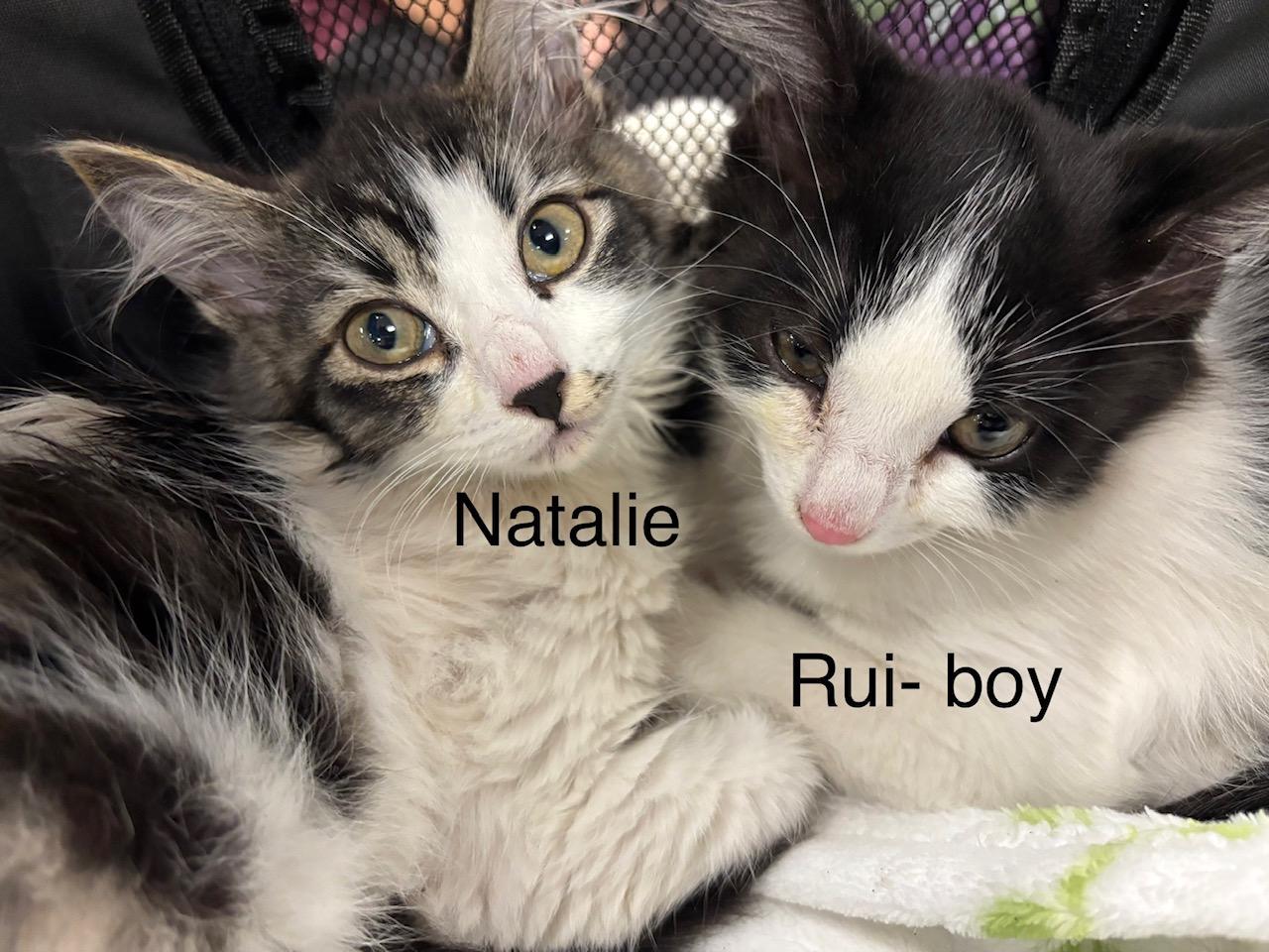 Rui, a ADOPTABLE Domestic Medium Hair in Honolulu, HI image 3/5