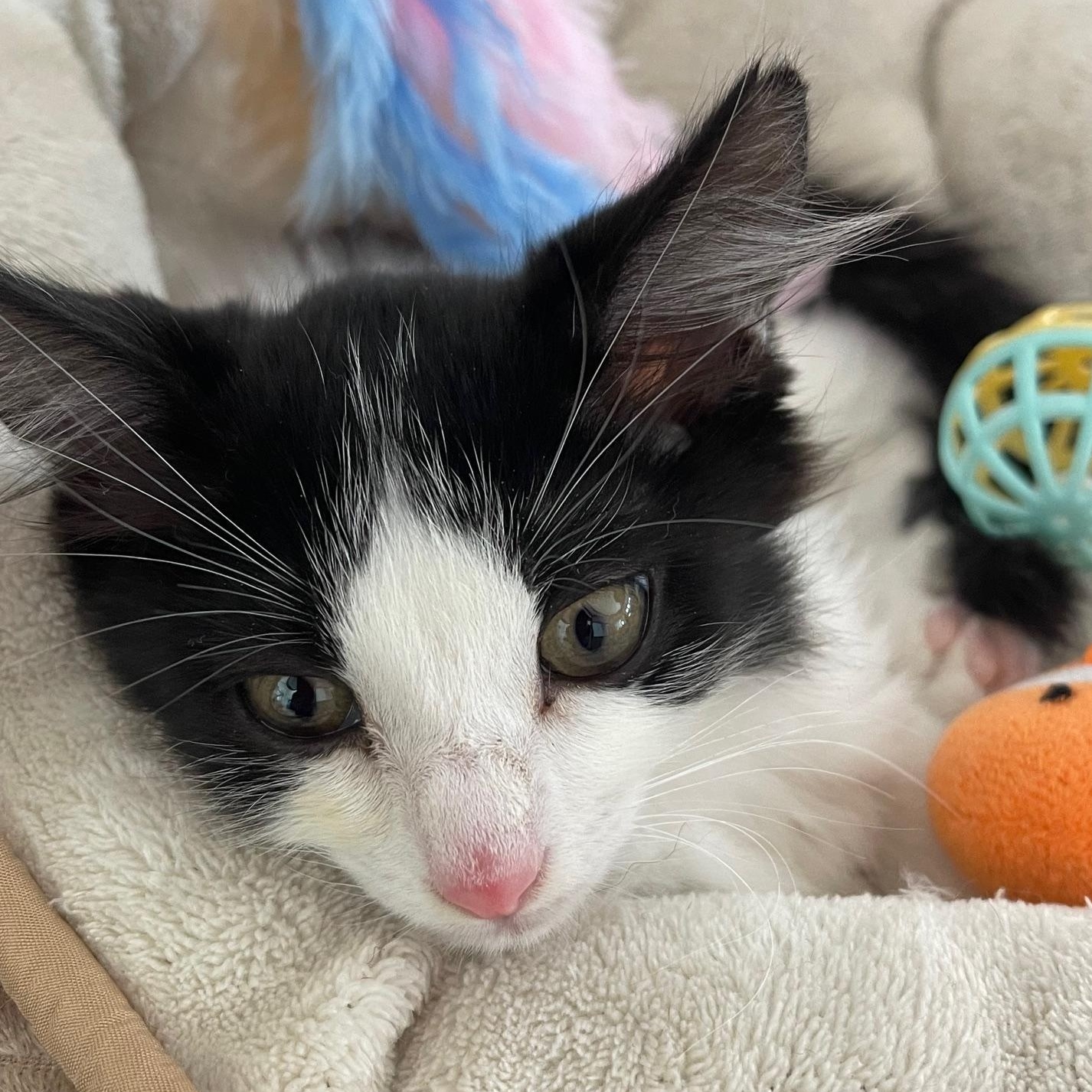 Rui, a ADOPTABLE Domestic Medium Hair in Honolulu, HI image 2/5