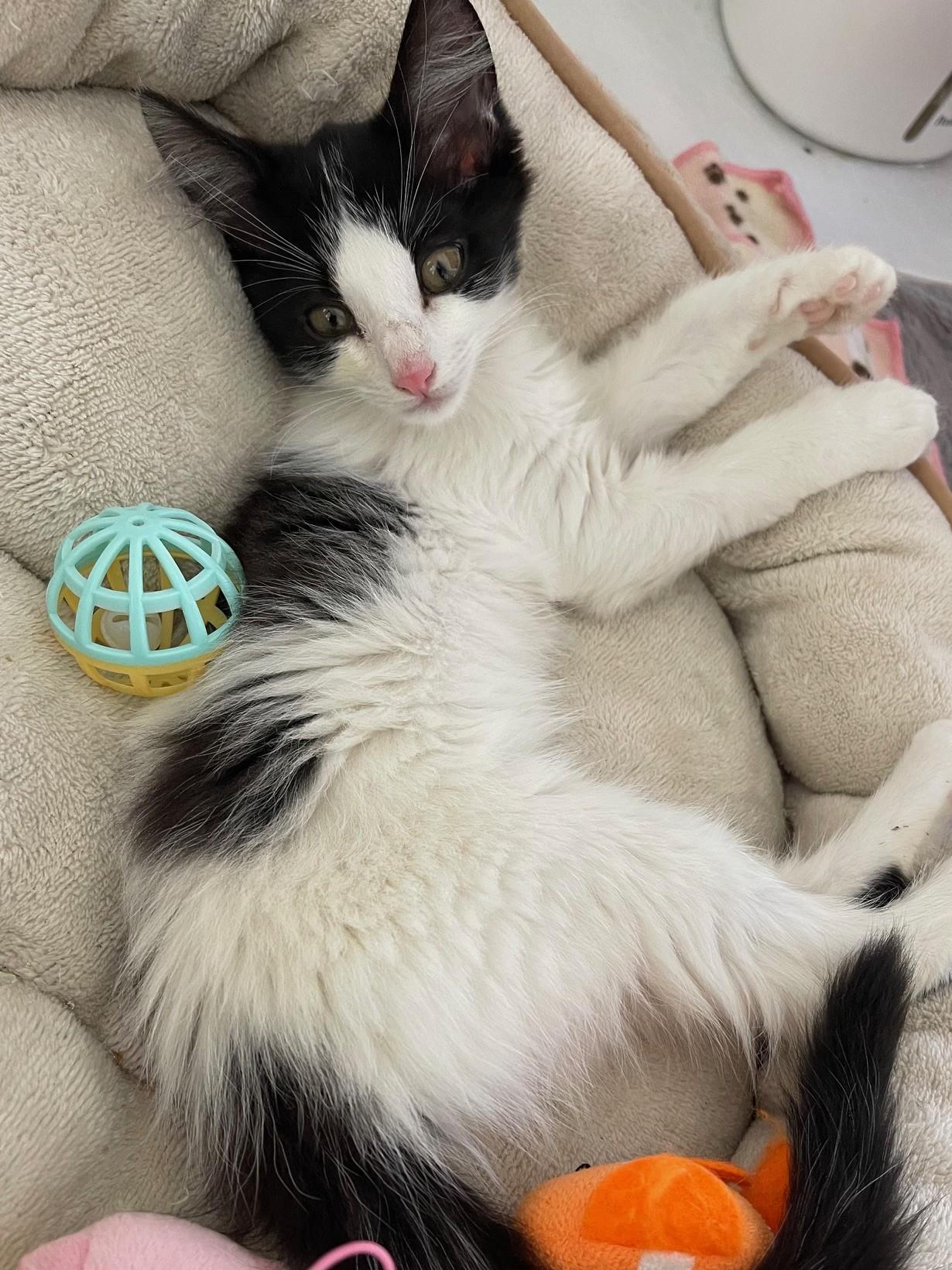 Rui, a ADOPTABLE Domestic Medium Hair in Honolulu, HI image 1/5