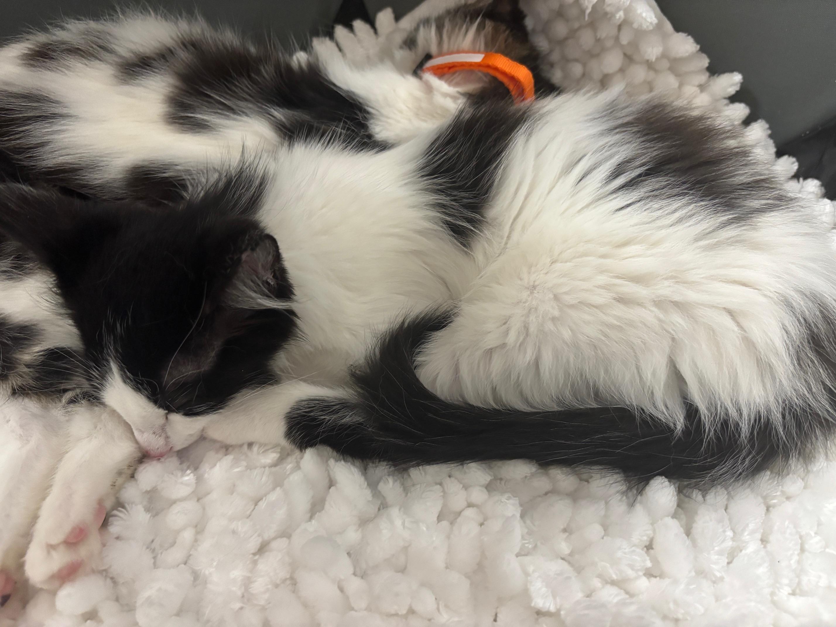 Rui, a ADOPTABLE Domestic Medium Hair in Honolulu, HI image 4/5