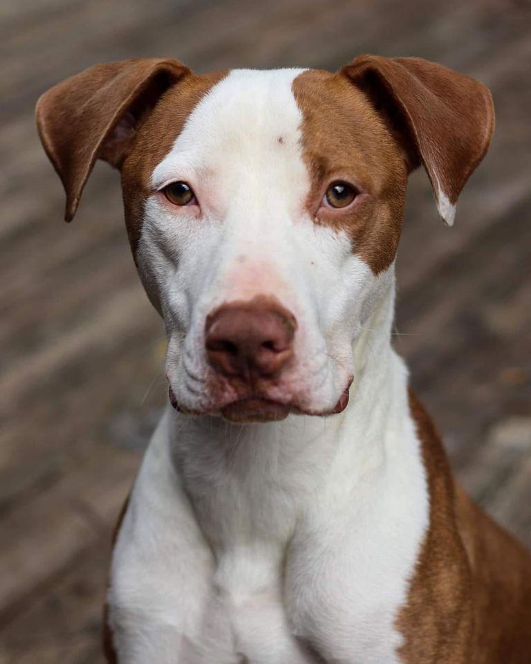 Romaine, Adoptable, Adult Male Pit Bull Terrier.