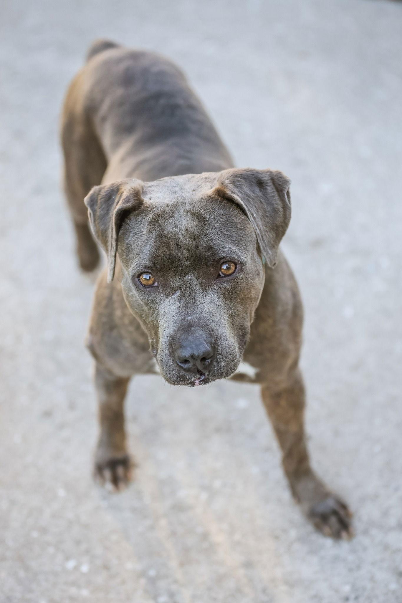 Biggie Smalls, a Adoptable Labrador Retriever in Gainesville, FL image 2/3