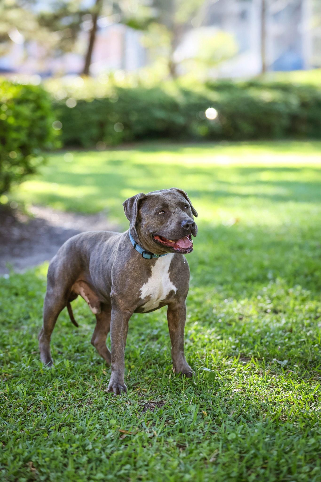 Biggie Smalls, a Adoptable Labrador Retriever in Gainesville, FL image 3/3