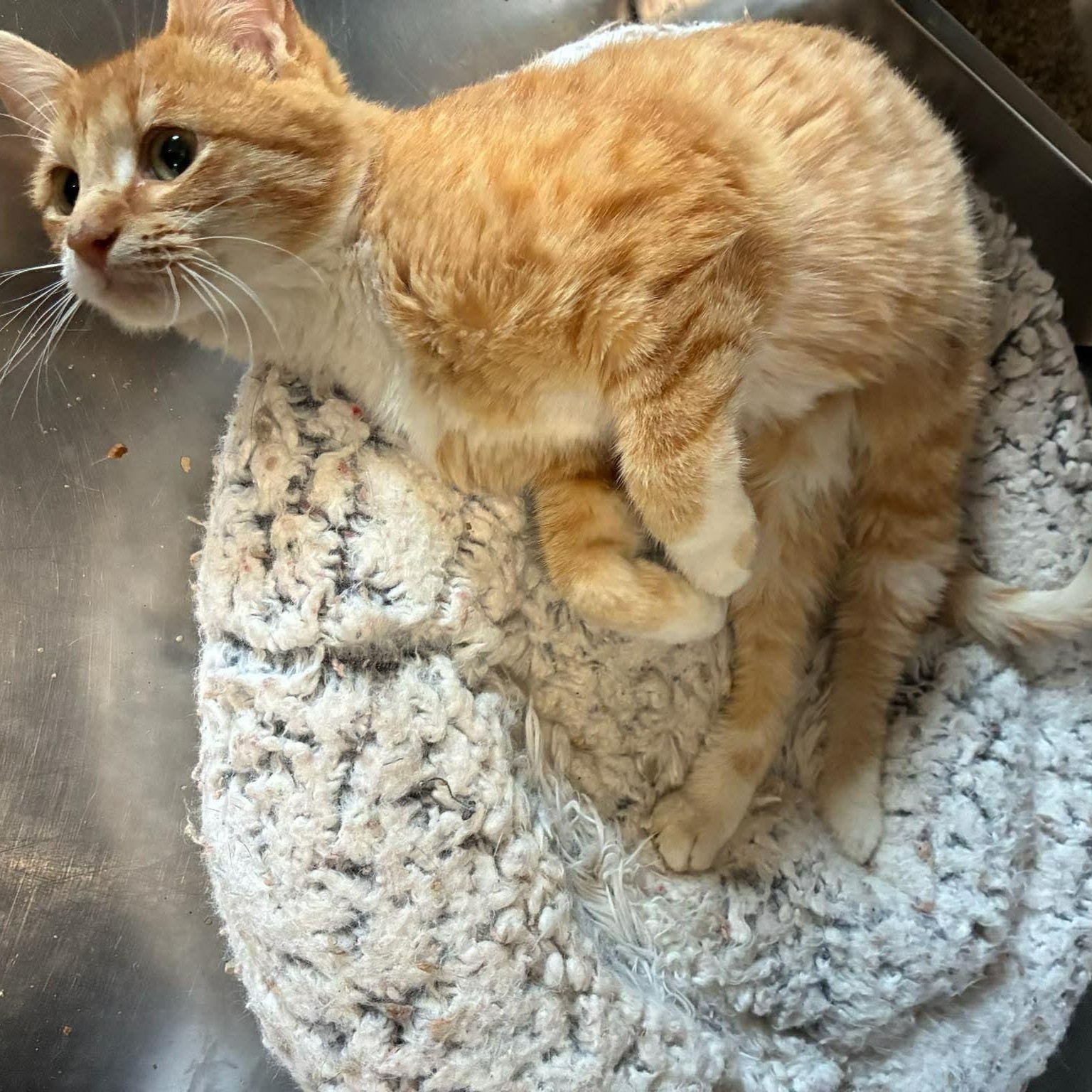 Sunni, Adoptable, Kitten Female Domestic Short Hair & Tabby.