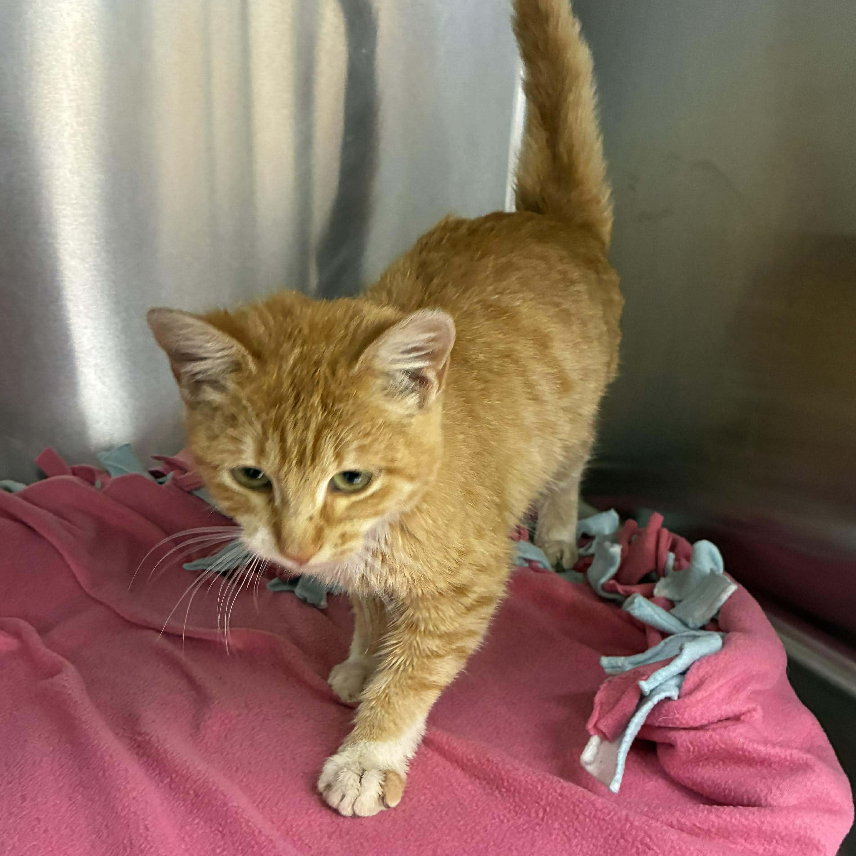 Sunni, a Adoptable mixed breed in Petersburg, IL image 2/5