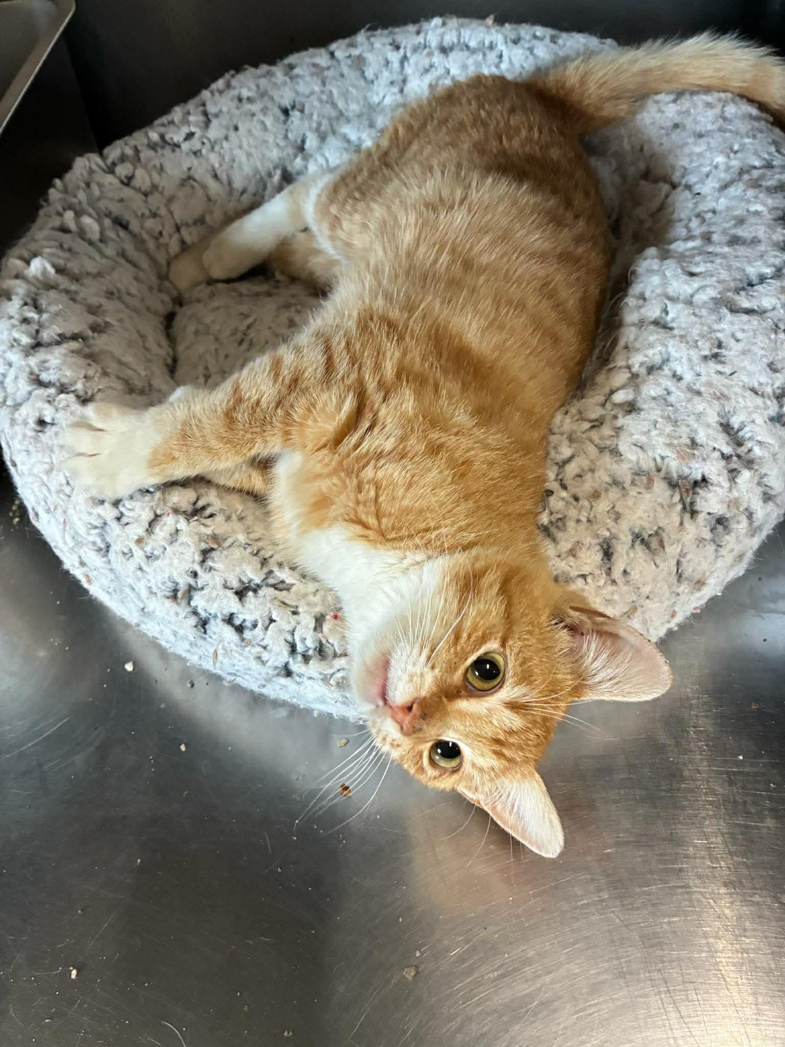 Sunni, a Adoptable mixed breed in Petersburg, IL image 4/5