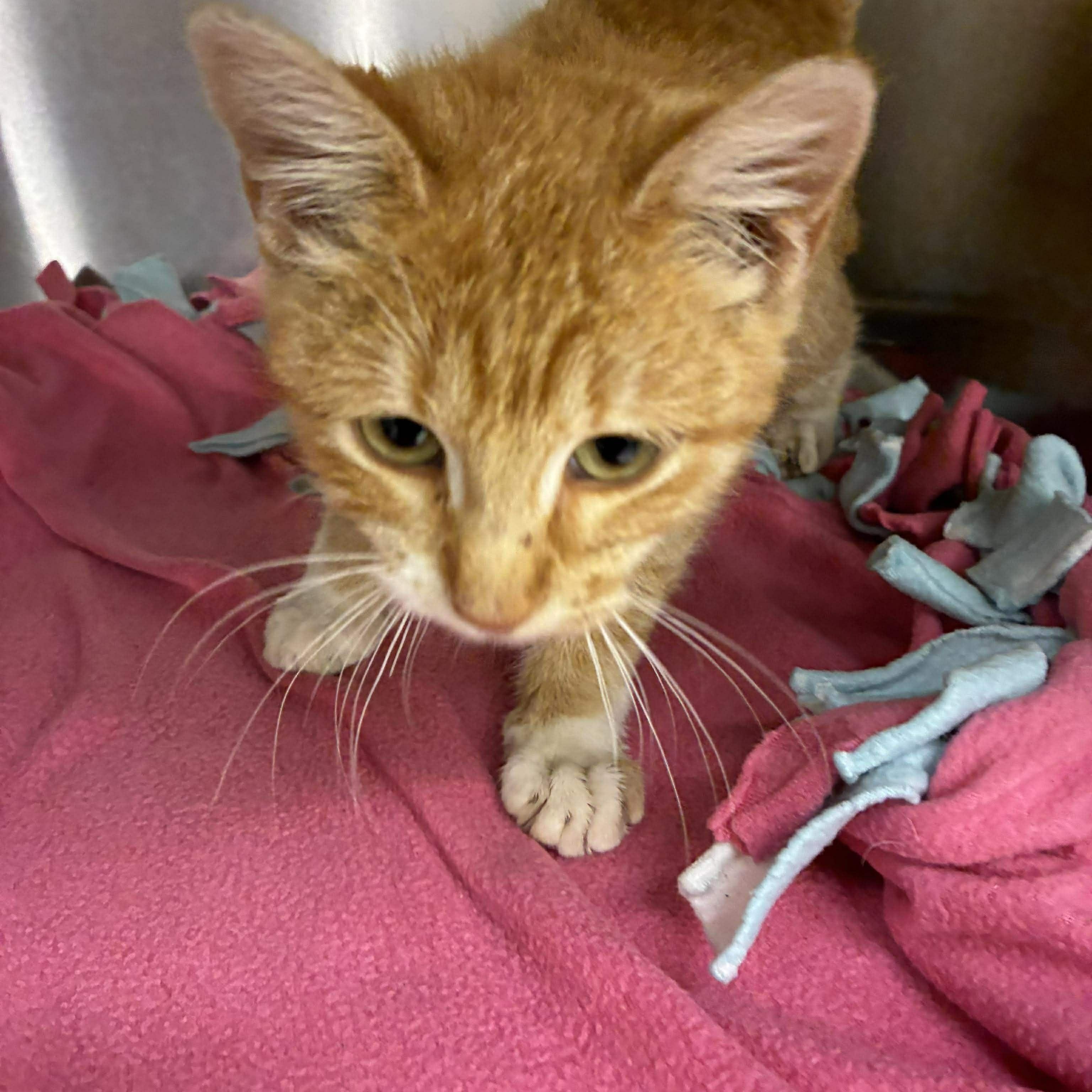 Sunni, a Adoptable mixed breed in Petersburg, IL image 3/5