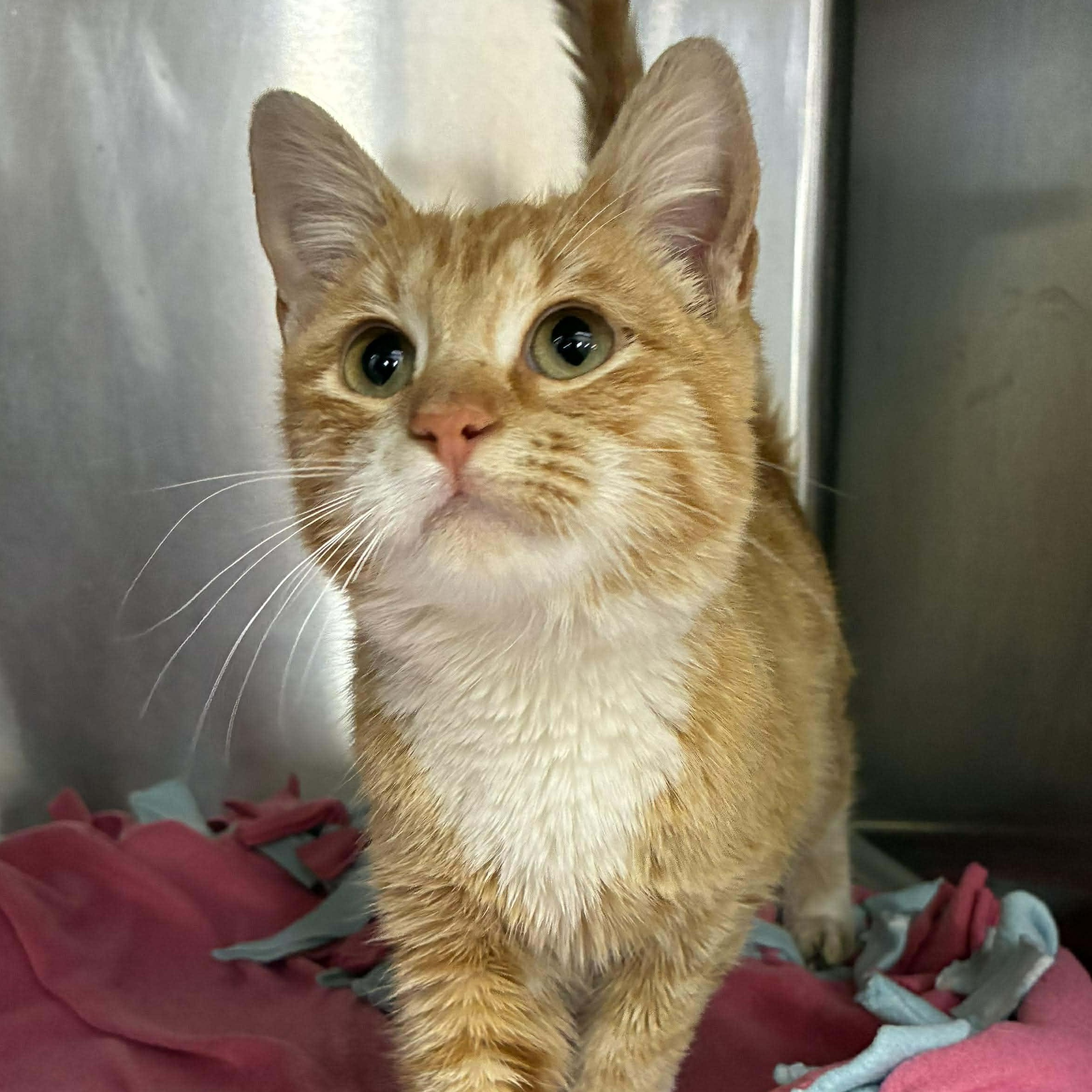 Sunni, a Adoptable mixed breed in Petersburg, IL image 1/5