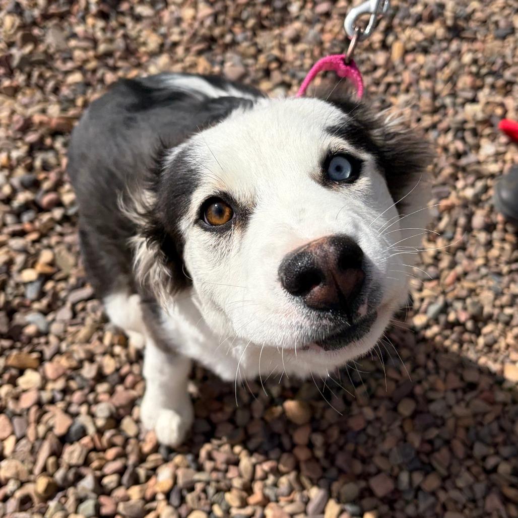 Tina, Adoptable, Puppy Female Australian Shepherd.