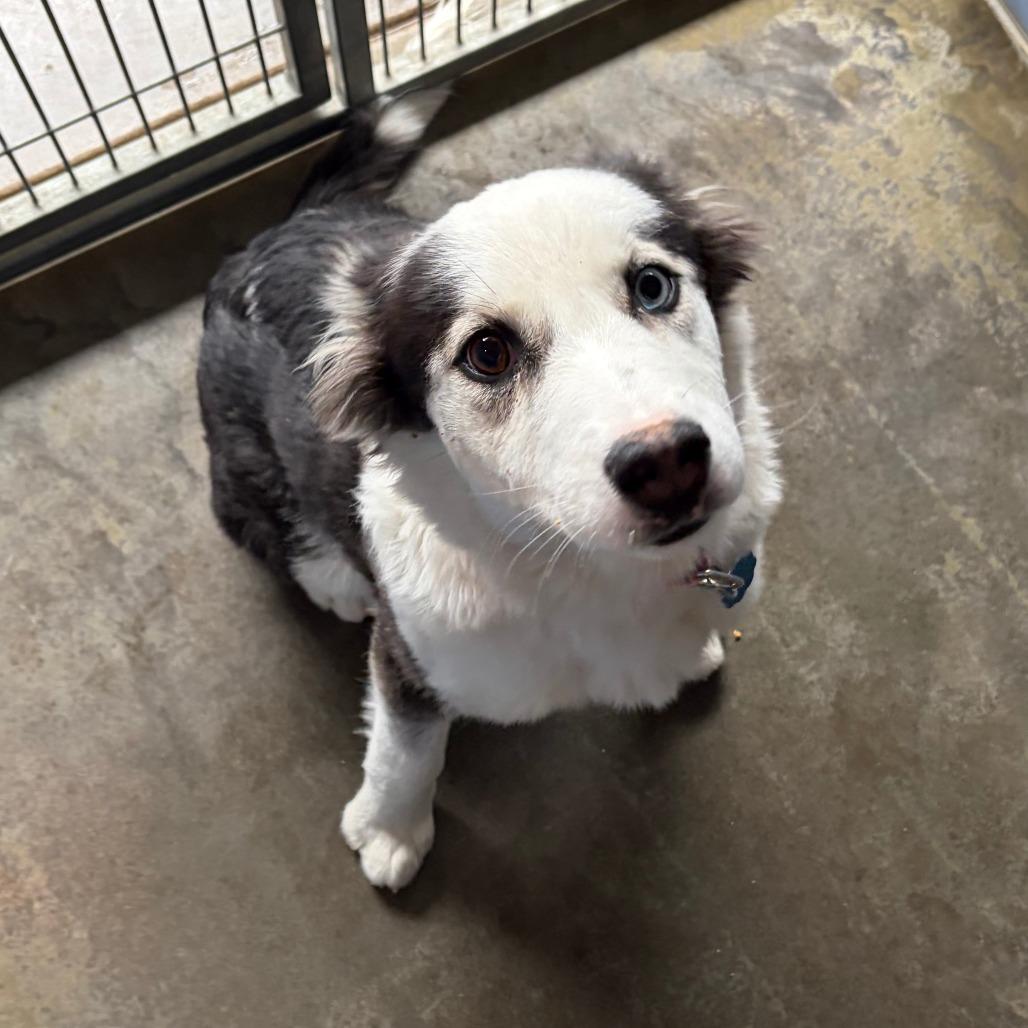 Tina, a Adoptable Australian Shepherd in Show Low, AZ image 2/3