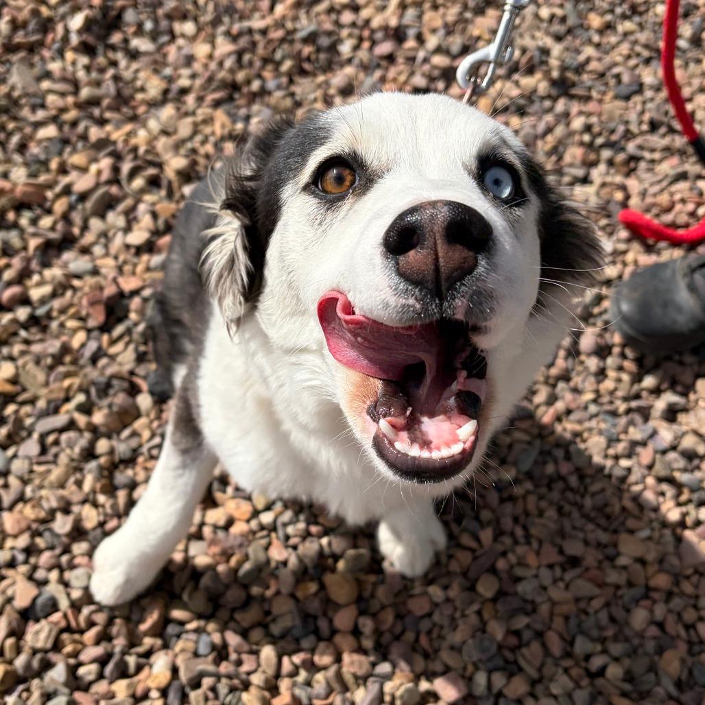 Tina, a Adoptable Australian Shepherd in Show Low, AZ image 3/3