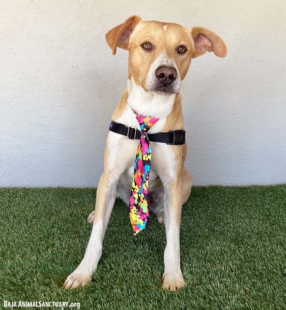 Enlarge Canelo, a Adoptable mixed breed in San Diego, CA image 2/3