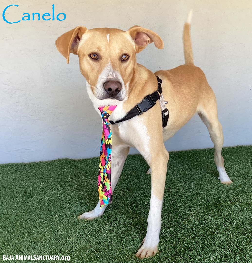 Canelo, Adoptable, Young Male Carolina Dog.