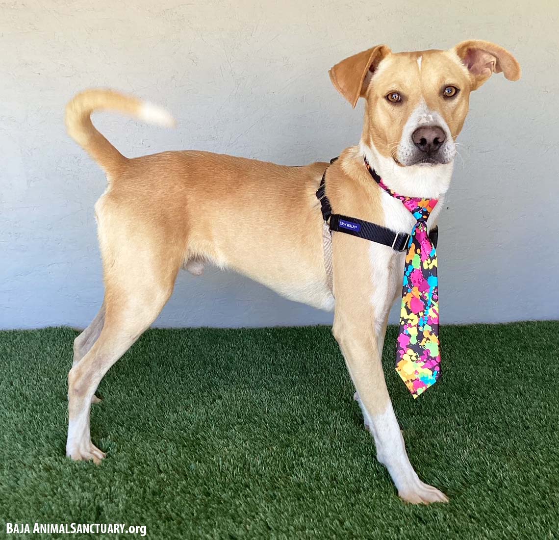 Enlarge Canelo, a Adoptable mixed breed in San Diego, CA image 3/3