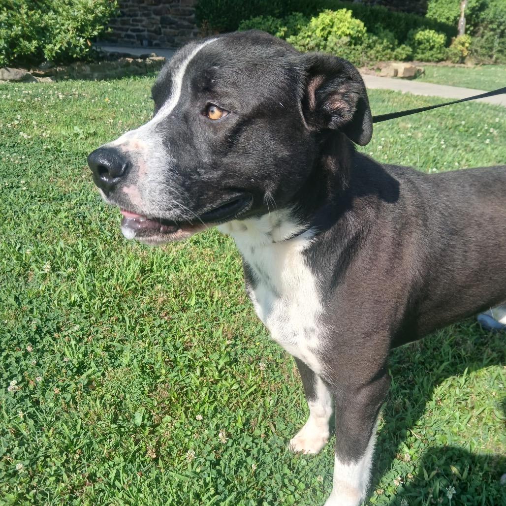 Skip *, Adoptable, Adult Male Labrador Retriever & Terrier.