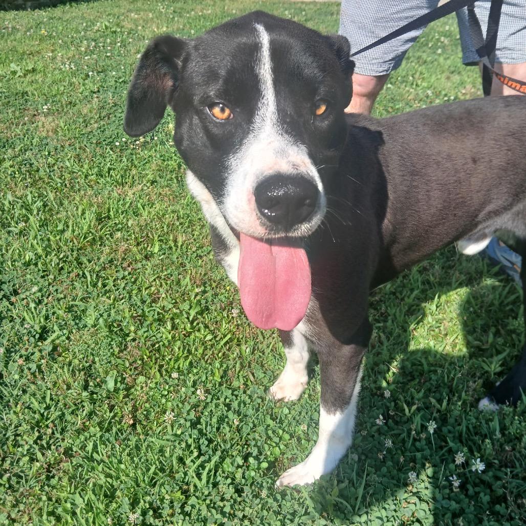 Enlarge Skip *, a Adoptable mixed breed in Hackett, AR image 2/6