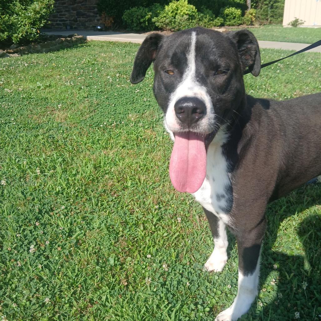 Enlarge Skip *, a Adoptable mixed breed in Hackett, AR image 3/6