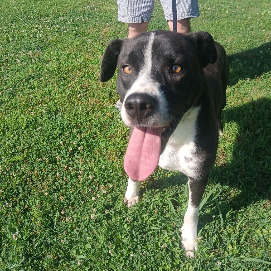 Enlarge Skip *, a Adoptable mixed breed in Hackett, AR image 4/6
