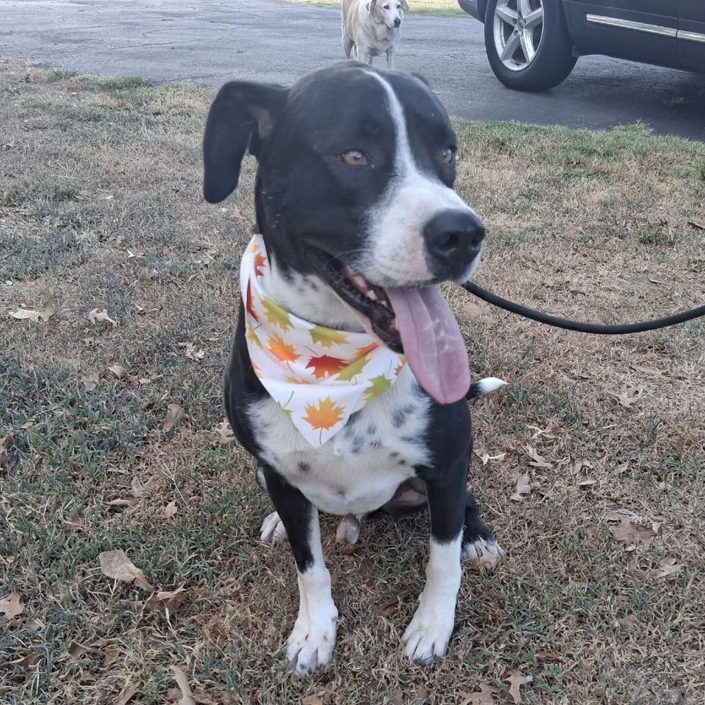 Enlarge Skip *, a Adoptable mixed breed in Hackett, AR image 5/6
