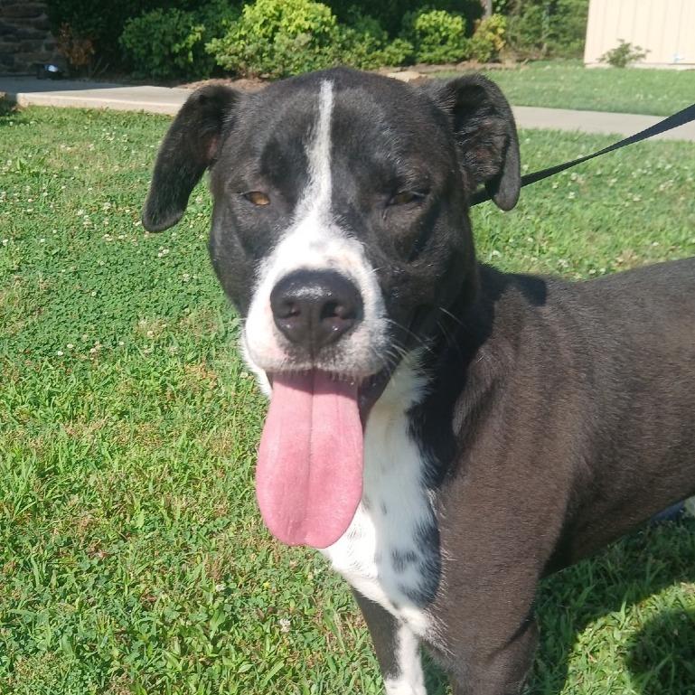 Enlarge Skip *, a Adoptable mixed breed in Hackett, AR image 6/6