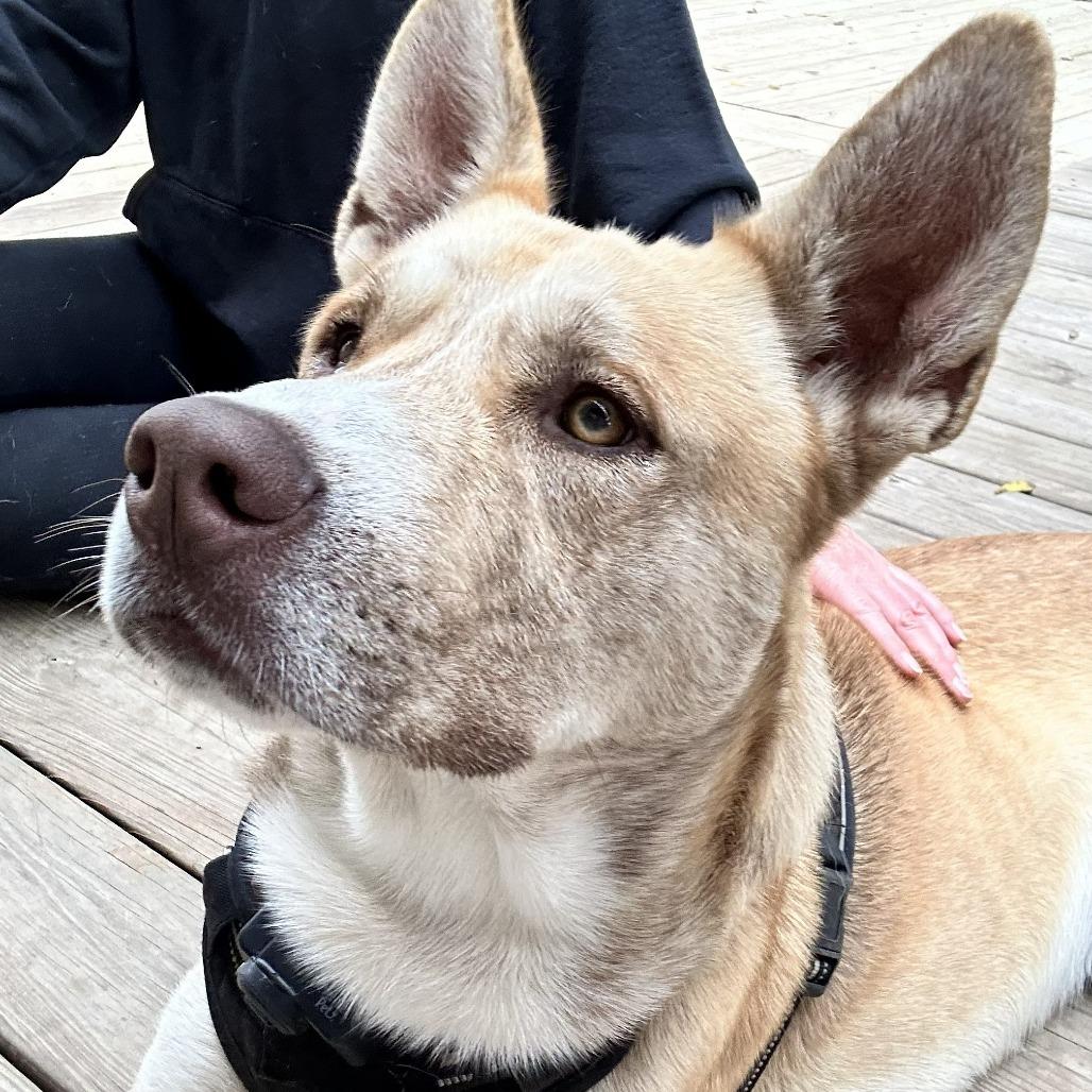 Enlarge Yoda, a Adoptable mixed breed in Beaumont, TX image 1/2