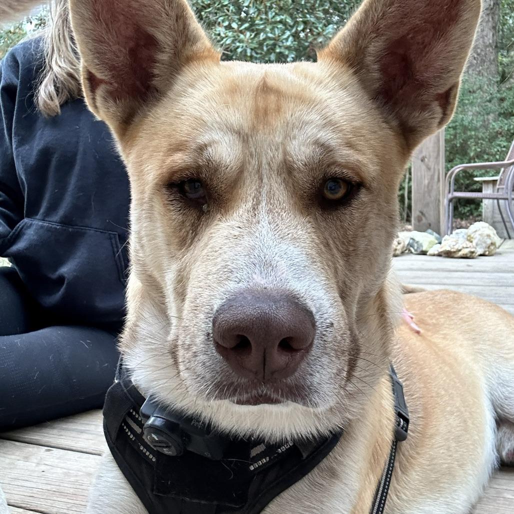 Enlarge Yoda, a Adoptable mixed breed in Beaumont, TX image 2/2