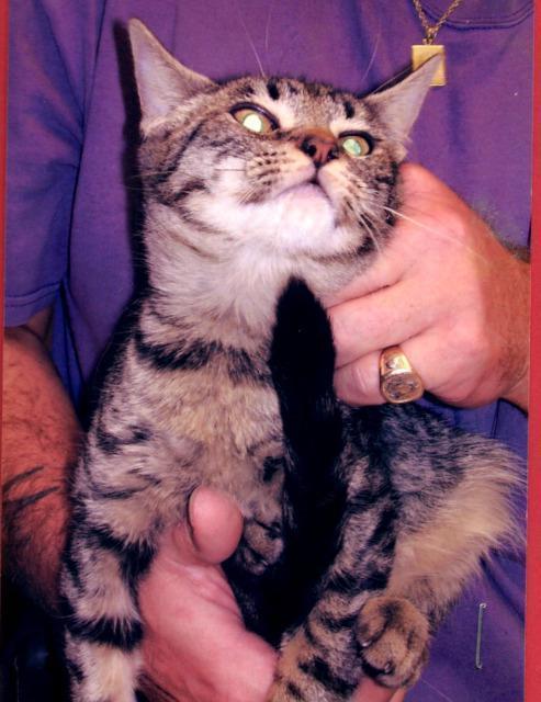Mama, Adopted, Senior Female Domestic Short Hair & Domestic Short Hair.