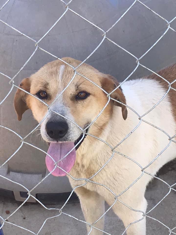 Prince, Adopted, Adult Male Mixed Breed.