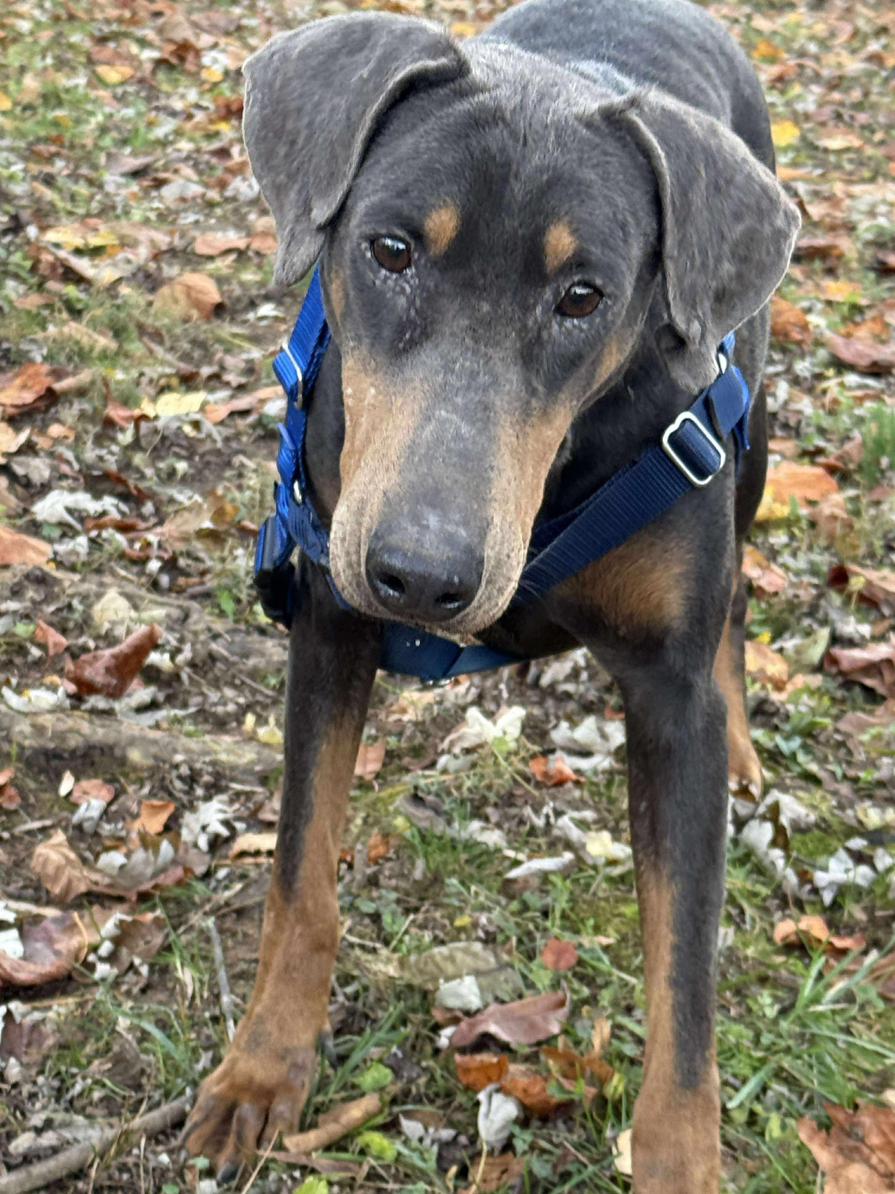Wednesday, Adopted, Adult Female Doberman Pinscher.
