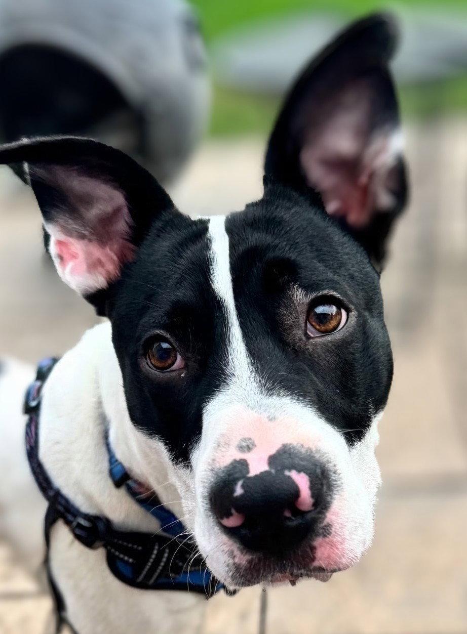 Enlarge Rocco James, a Adoptable mixed breed in Berwick, PA image 1/1