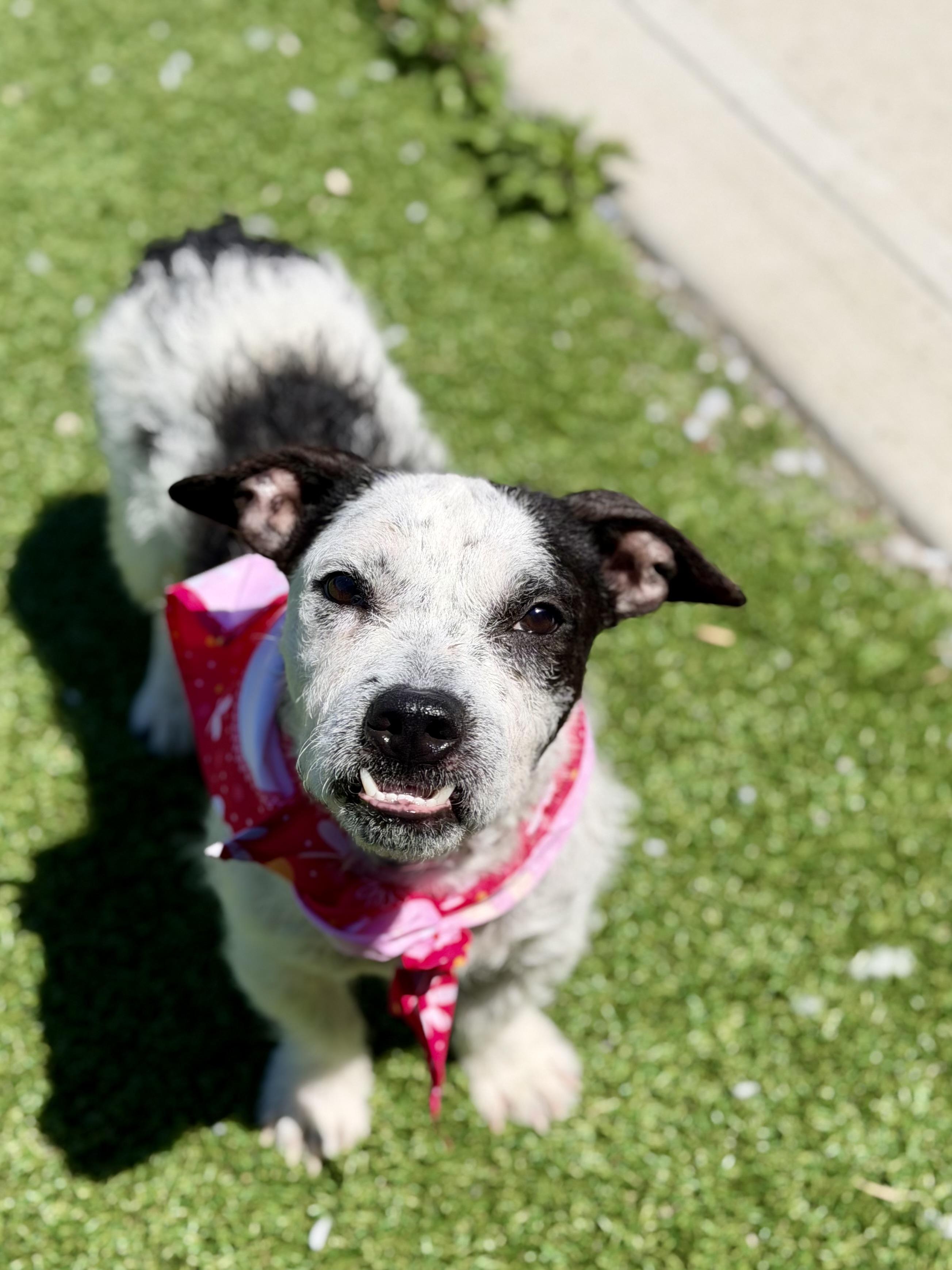 Pierre, adopted, Young Male Terrier.