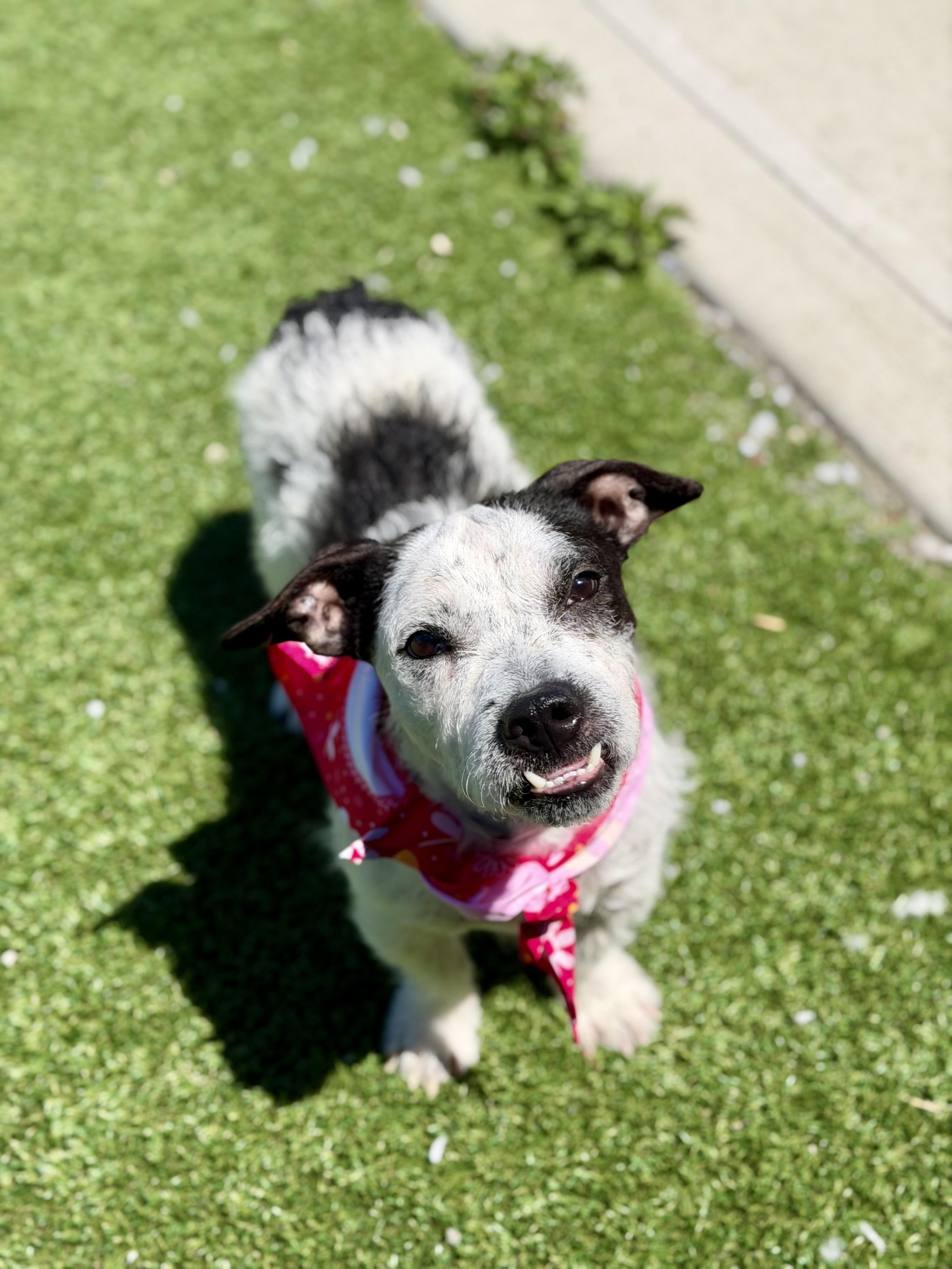 Enlarge Pierre, an adopted Terrier in Long Beach, NY image 2/3