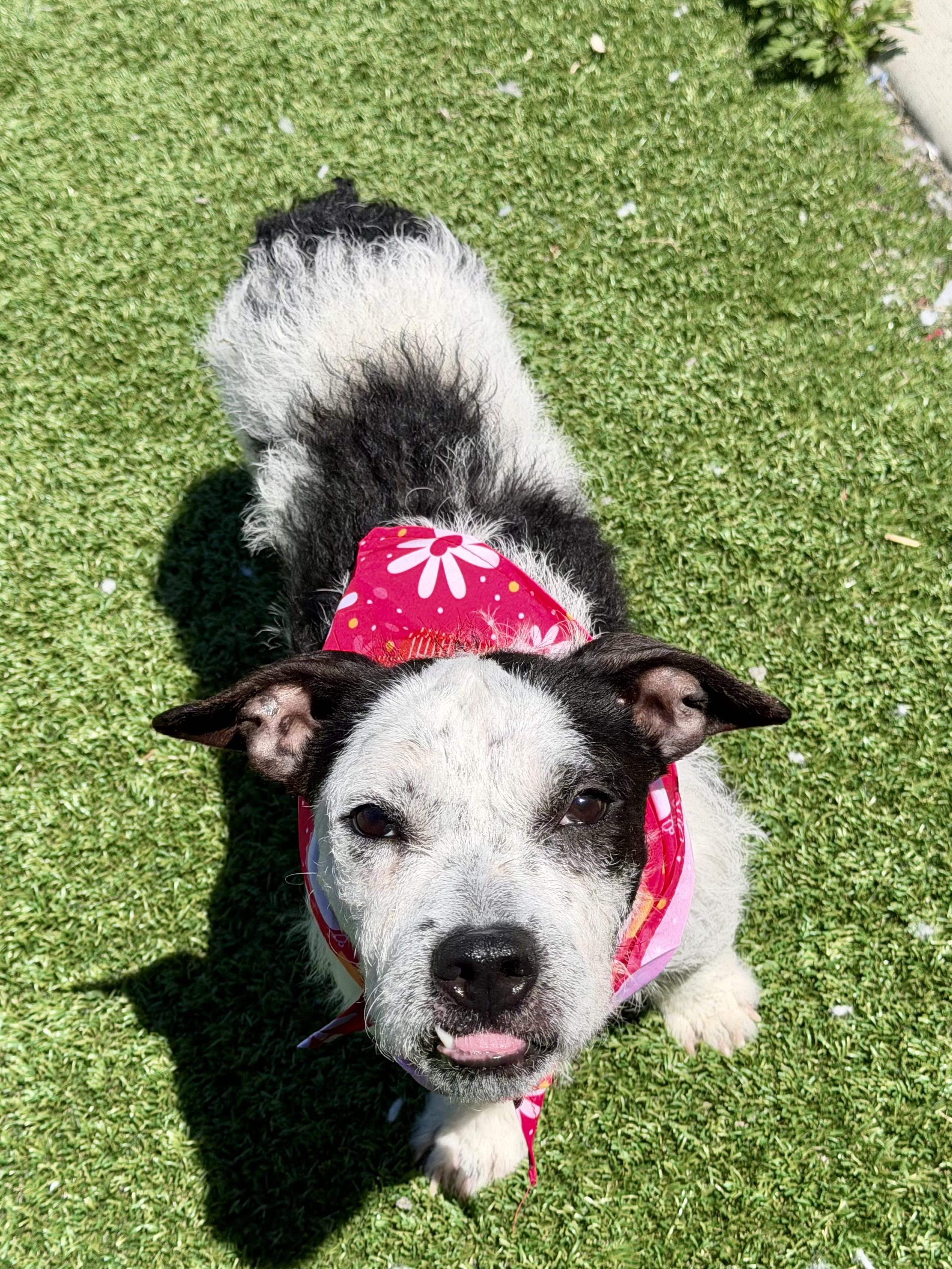 Enlarge Pierre, an adopted Terrier in Long Beach, NY image 3/3