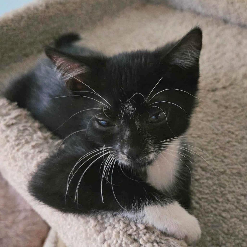 Gioia (Joy in Italian), Adoptable, Kitten Female Domestic Short Hair.