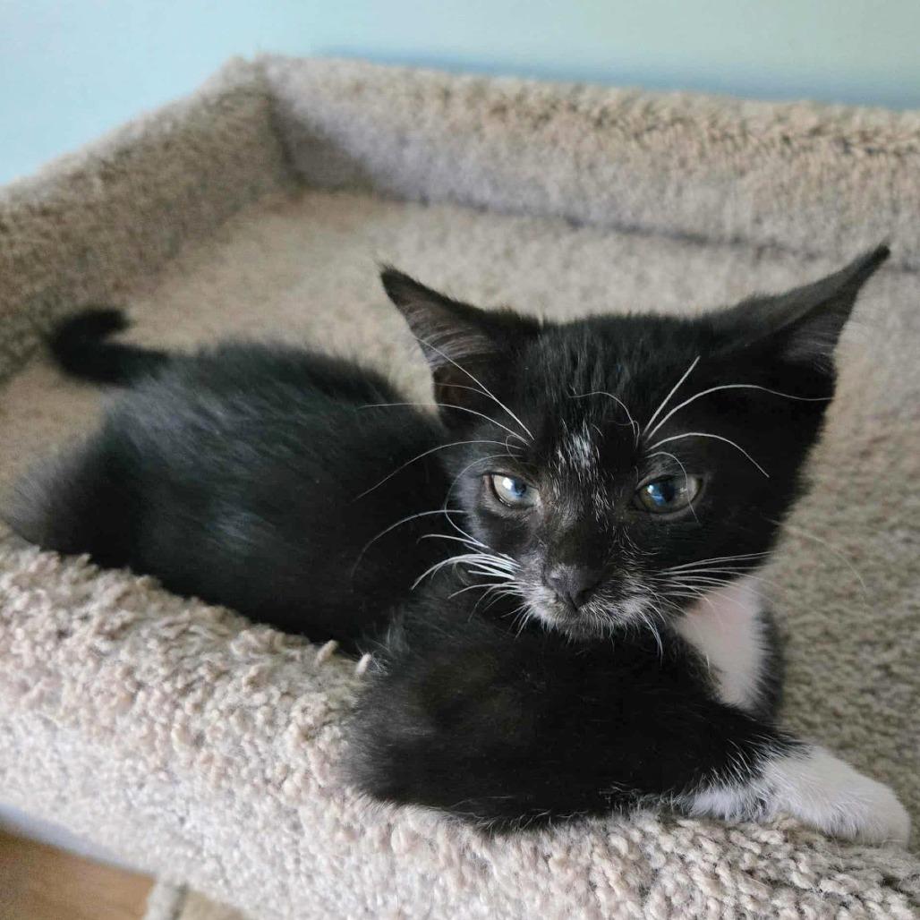 Enlarge Gioia (Joy in Italian), a Adoptable Domestic Short Hair in Fayetteville, GA image 2/3