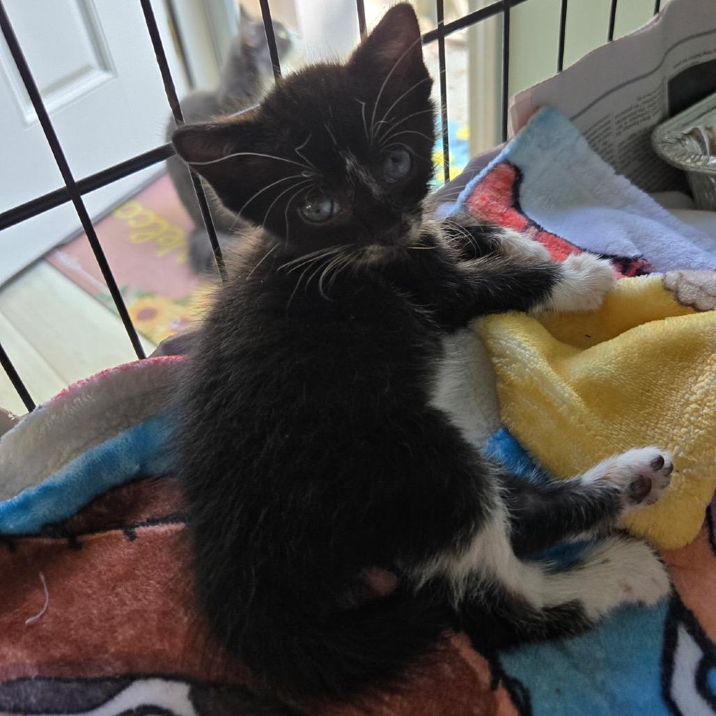 Enlarge Gioia (Joy in Italian), a Adoptable Domestic Short Hair in Fayetteville, GA image 3/3