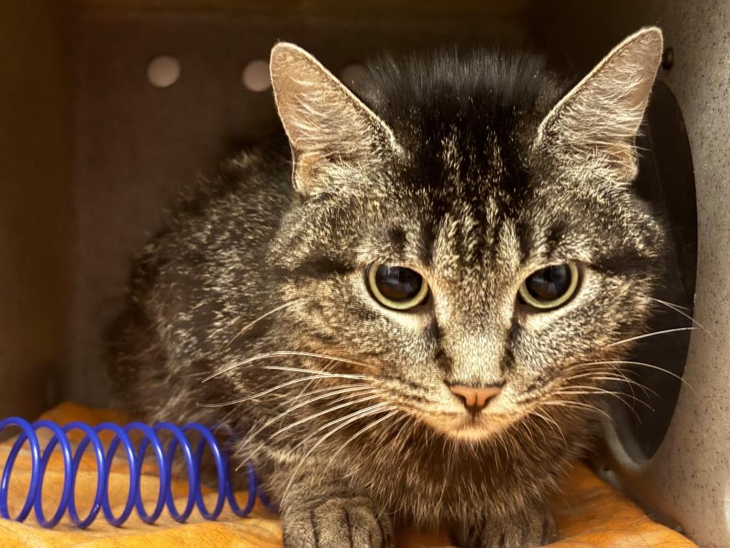 Agate, Adoptable, Young Female Tabby.