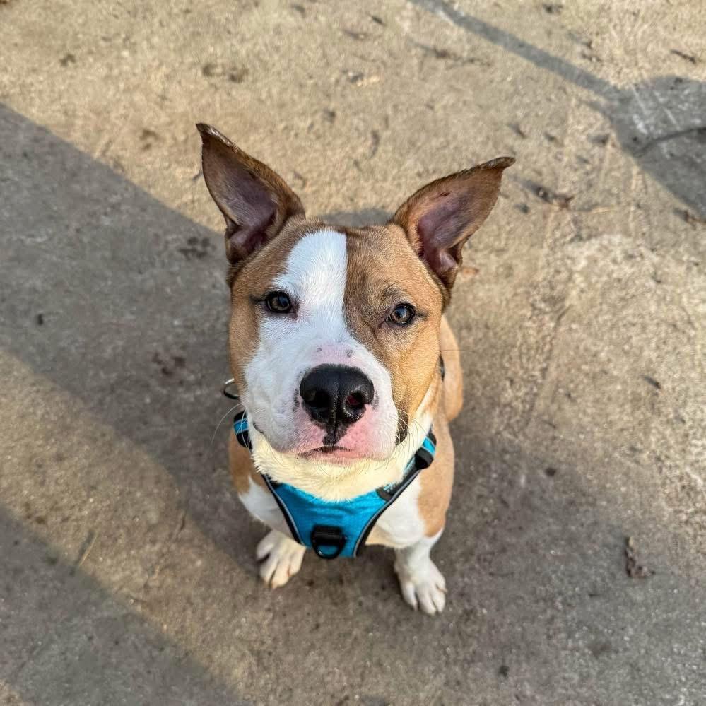 Cheif , ADOPTABLE, Adult Male Mixed Breed.