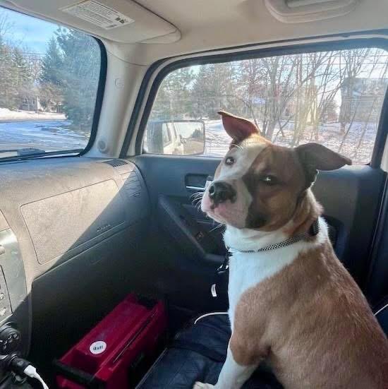 Enlarge Cheif , a ADOPTABLE Mixed Breed in Valparaiso, IN image 3/3