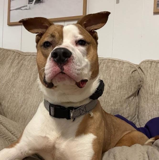 Enlarge Cheif , a ADOPTABLE Mixed Breed in Valparaiso, IN image 2/3