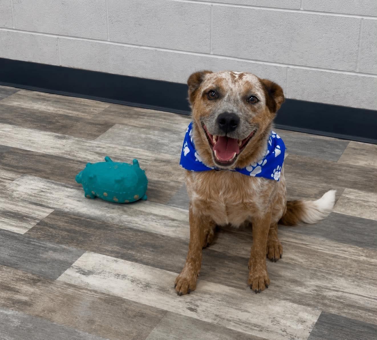 Boomer, an adopted Australian Cattle Dog / Blue Heeler in Olympia, WA image 6/6