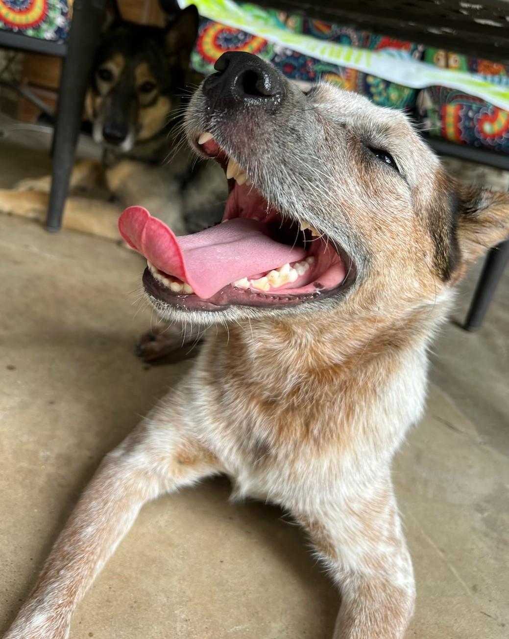 Boomer, an adopted Australian Cattle Dog / Blue Heeler in Olympia, WA image 5/6