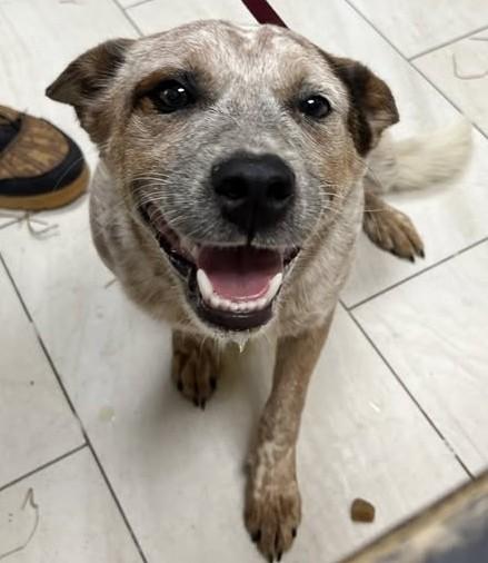 Boomer, an adopted Australian Cattle Dog / Blue Heeler in Olympia, WA image 3/6