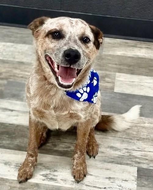 Boomer, an adopted Australian Cattle Dog / Blue Heeler in Olympia, WA image 2/6