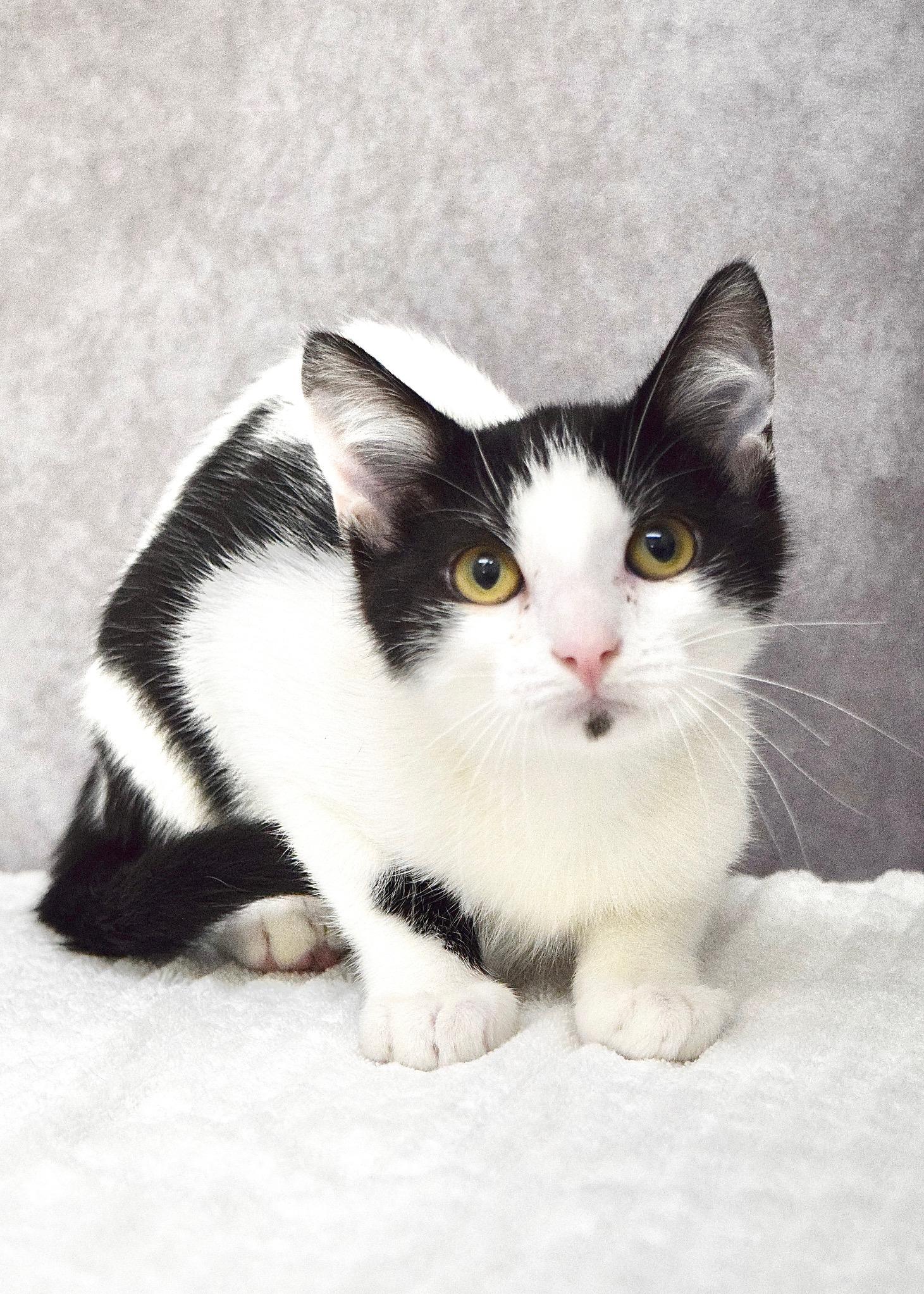Rocket, ADOPTABLE, Kitten Male Domestic Short Hair.
