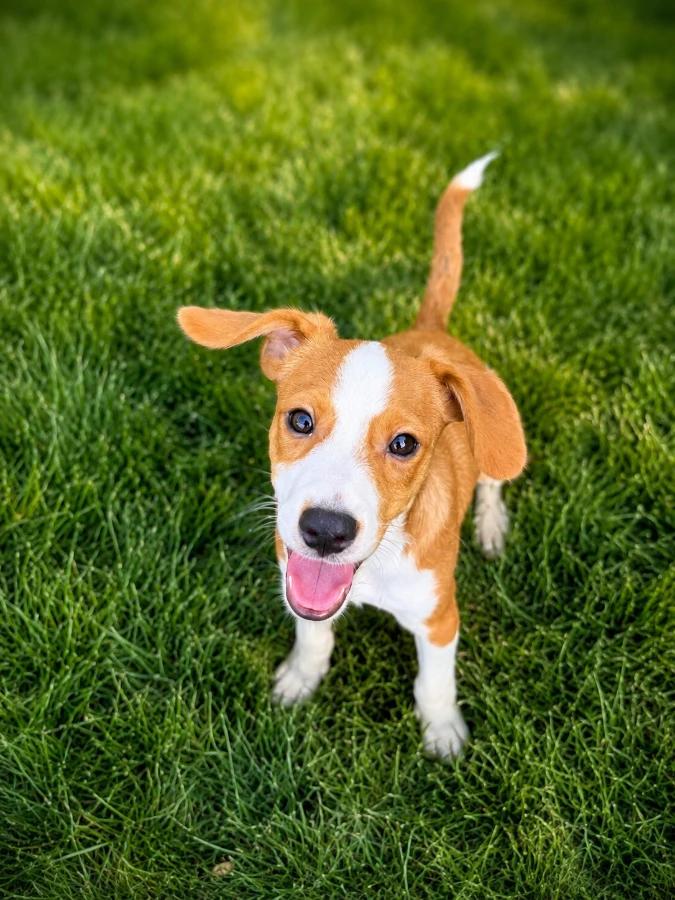 Hickory, Adoptable, Puppy Female Beagle & Mixed Breed.
