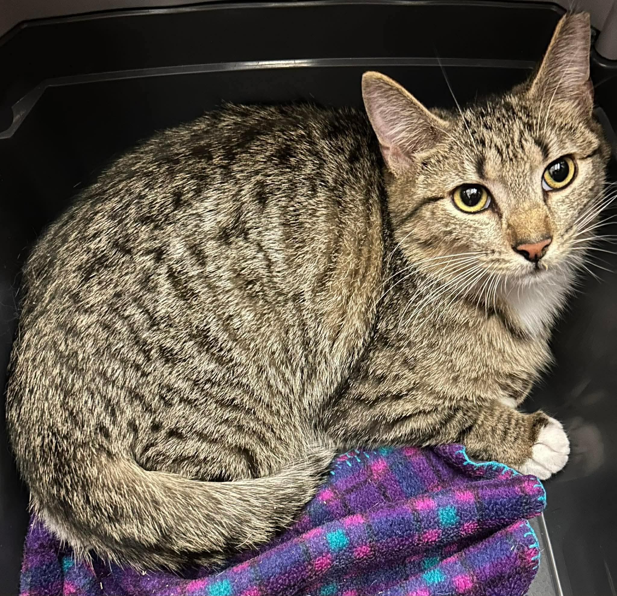 Mojito, a ADOPTABLE mixed breed in Gladstone, OR image 2/3