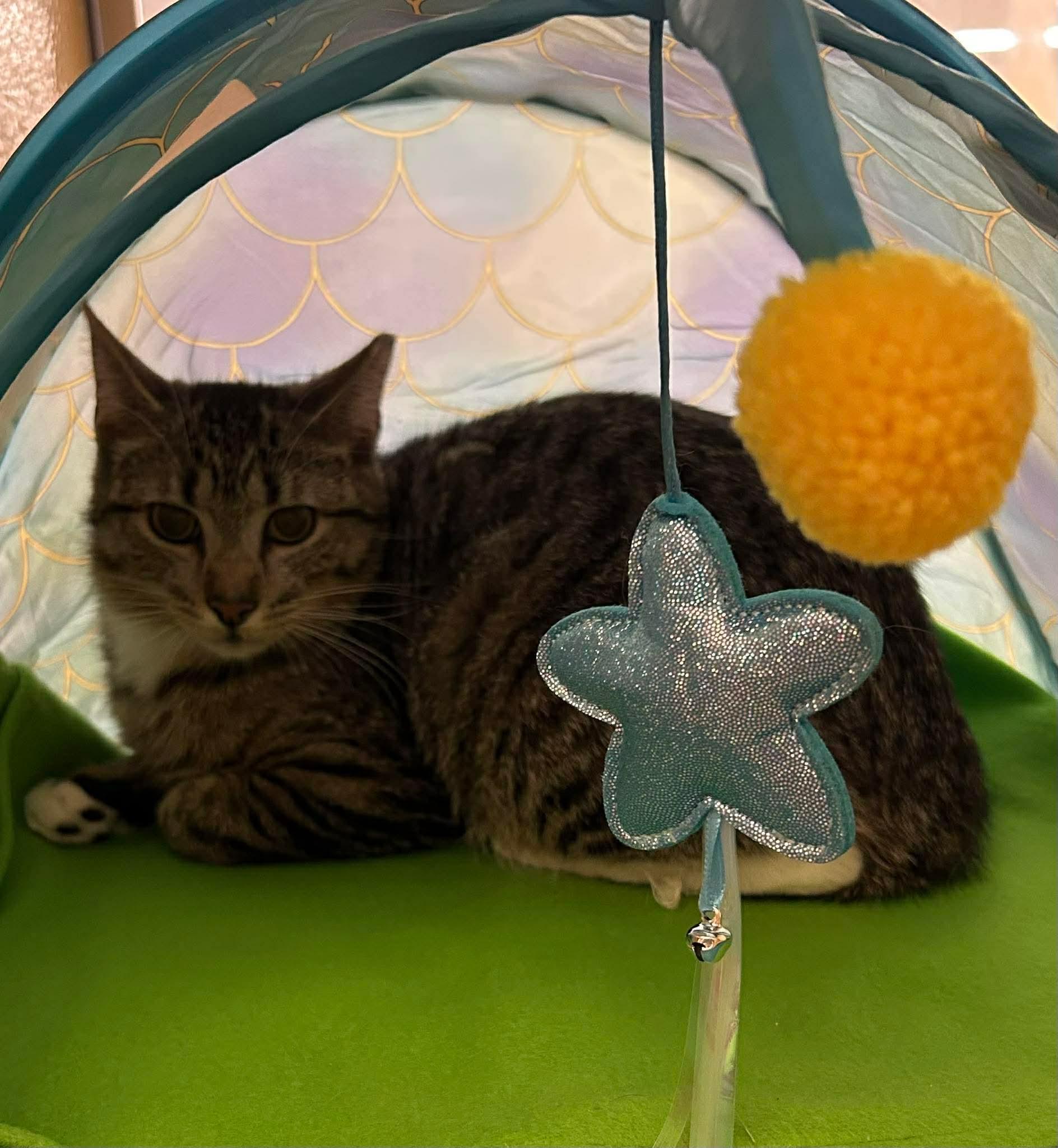Mojito, a ADOPTABLE mixed breed in Gladstone, OR image 1/3