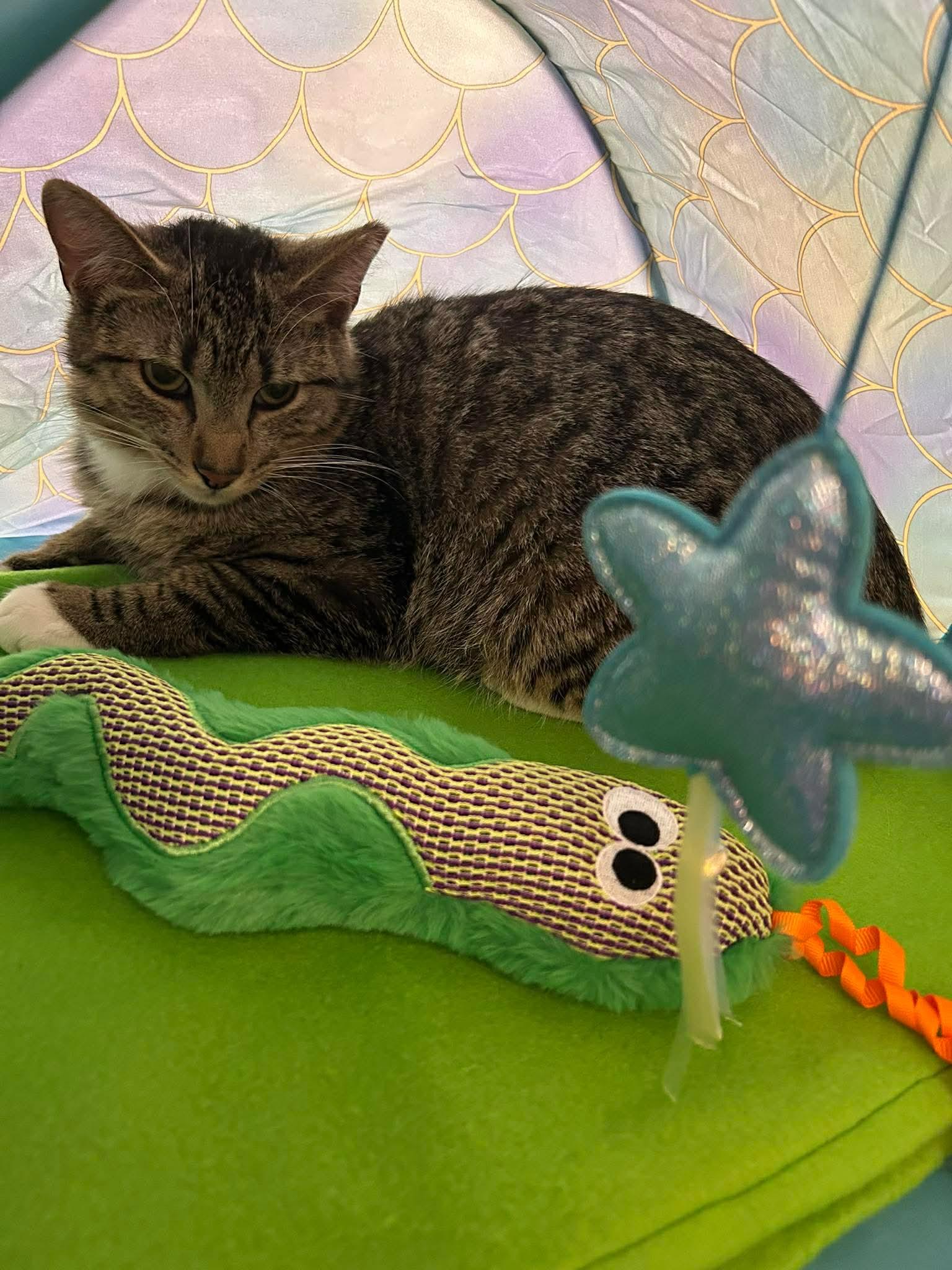 Mojito, a ADOPTABLE mixed breed in Gladstone, OR image 3/3